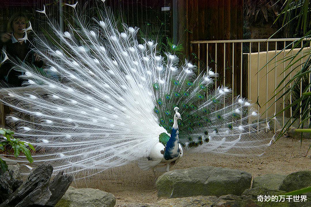 眼妆 孔雀尾屏上的“眼妆斑”,长时间盯着看,容易让人犯晕