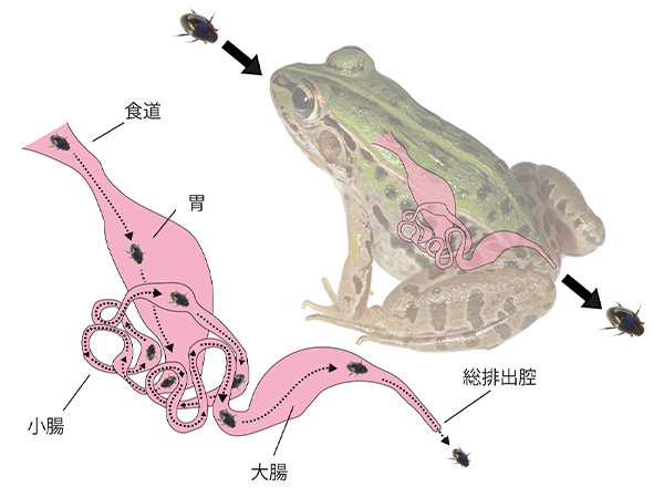 动物的求生欲有多强？被吞后，依然穿过整个肠道，从“后门”爬出