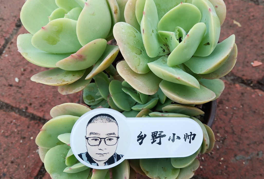 乡野小帅 春季养护多肉，注意做好这几点，肉肉变皮实容易度夏