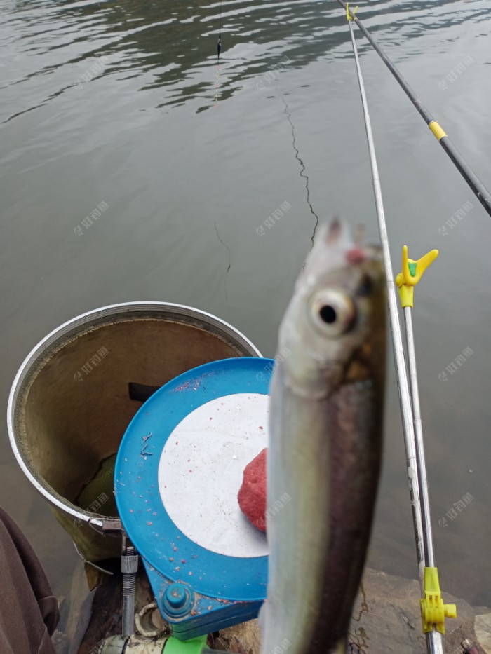 新安江|续钓新安江，找对鱼层增鱼获