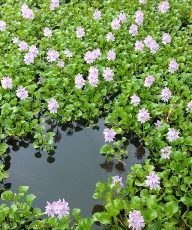 育儿棒棒糖|晴天中午草鱼不吃料在下风口水面浮着是什么原因？