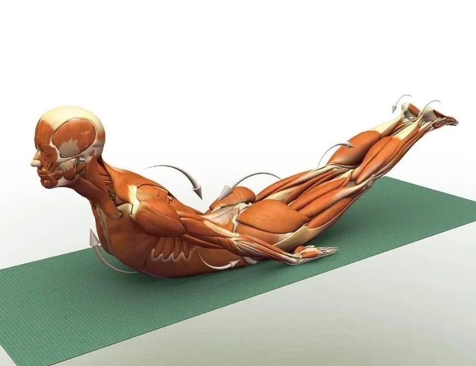 运动|练瑜伽，这些解剖常识你要知道（附28个常见体式解剖图）