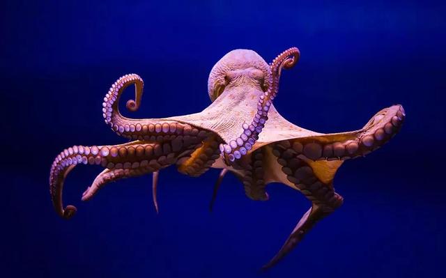 章鱼 章鱼智商到底有多高，为何有科学家认为它不是地球生物？