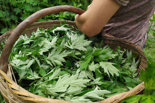 灰指甲|中医珍藏偏方一个月解决灰甲问题，主要针对浑浊、增厚型灰指甲！