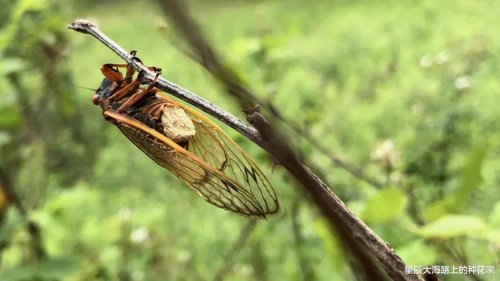 |美国出现僵尸蝉：真菌操控下，即使腹部变菌孢，交配也不会停止！