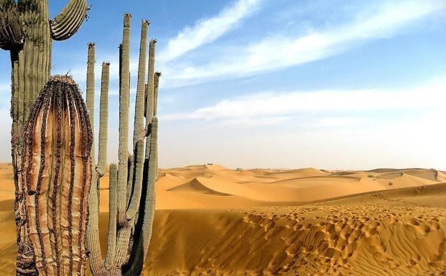科学家 在沙漠里再渴也别随地采食“西瓜”，科学家：救命随时会变丧命
