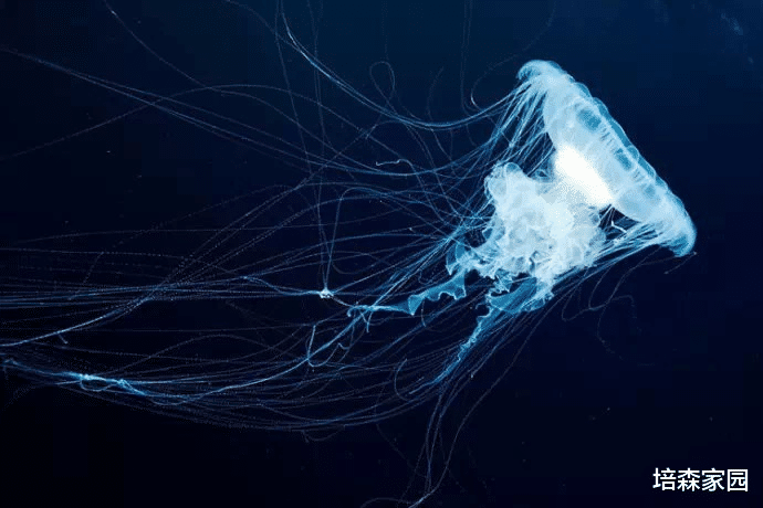 深海生物 深海生物为何能够承受巨大的压力而存活?