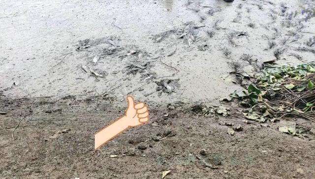 河南|河南高校湖泊干涸湖鱼被暴晒，同学：平时不让钓，这回捞了200斤