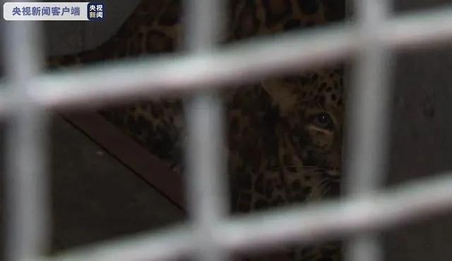 北京日报客户端 杭州三只金钱豹4月19日已出逃，园方为“五一”谋利两次瞒报