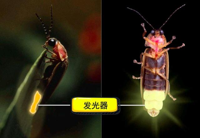 美日科学团队破解人体发光之谜?我看八成就是瞎扯!