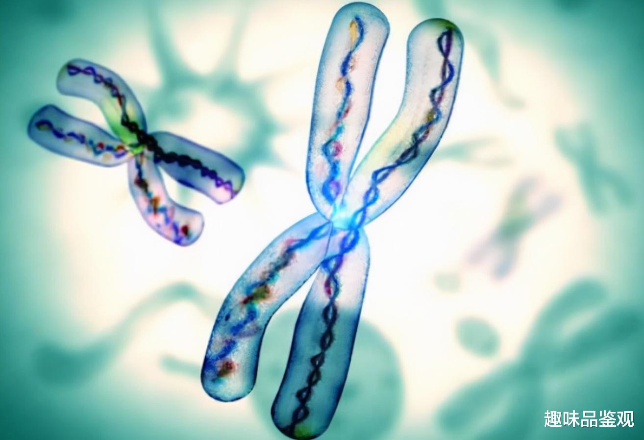染色体 男性或在125000年后消失？科学家发现Y染色体正在变短、变小