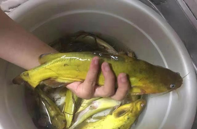 智商税|四川一河道黄辣丁“大爆发”，老乡：3小时钓一盆，大的1斤多