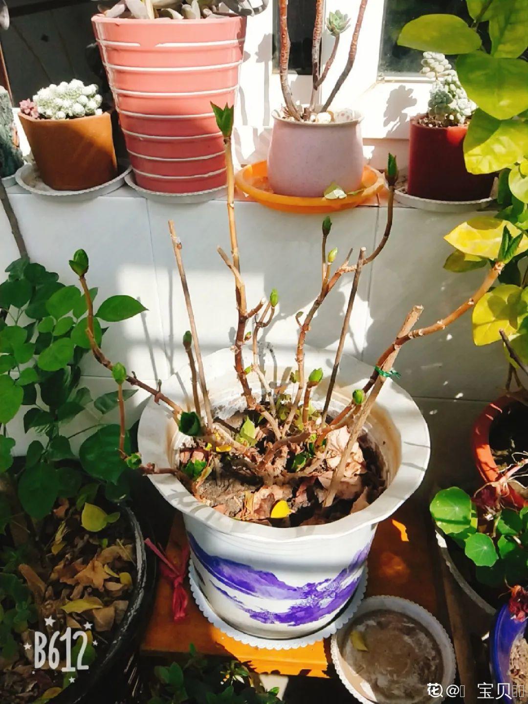 7种花冬天会假死,叶子掉光不要扔,明年还能大爆花!