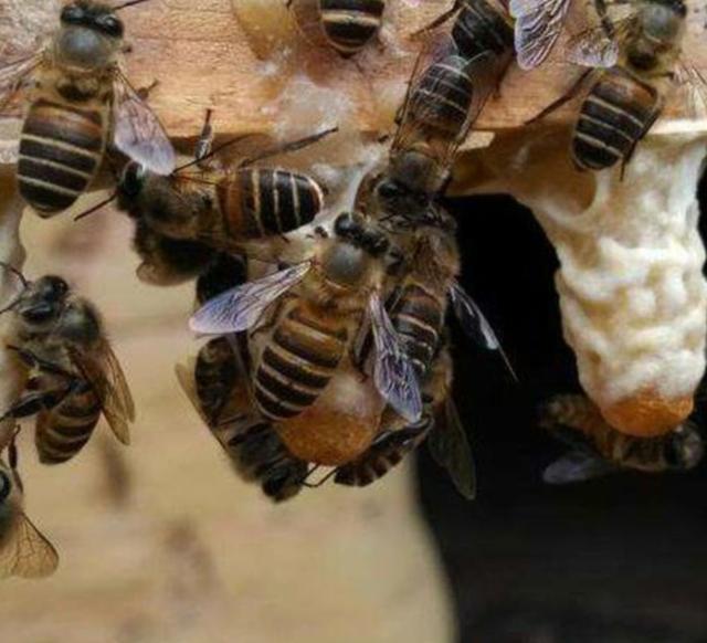 生物学 中蜂如何防止分蜂热？怎么提高产蜜量？