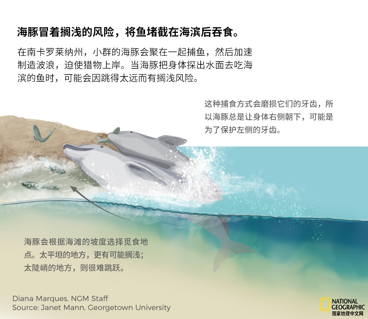 海豚居然有这么多捕猎招数
