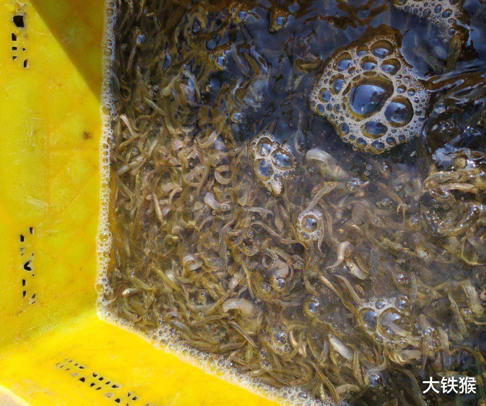 |3天钓光一条河，鱼没了人跑了，灭绝性垂钓太可怕了