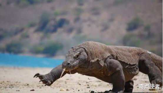 科莫多龙 它是“恐龙后裔”，科莫多龙存活4000万年后终于顶不住，仅剩3000只