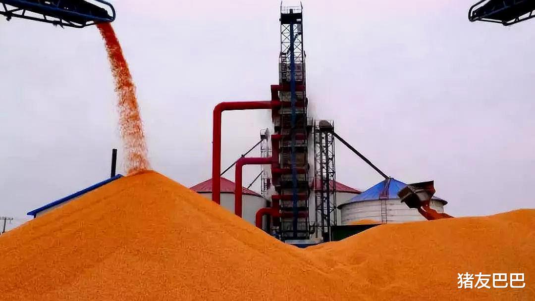 比特币 粮价、猪价有变，猪价触底新低，玉米扎堆大涨，玉米要破1.8元？