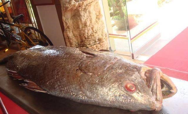 渔民 渔民捕到“天价鱼”卖出347万高价，一夜暴富，是什么鱼呢？