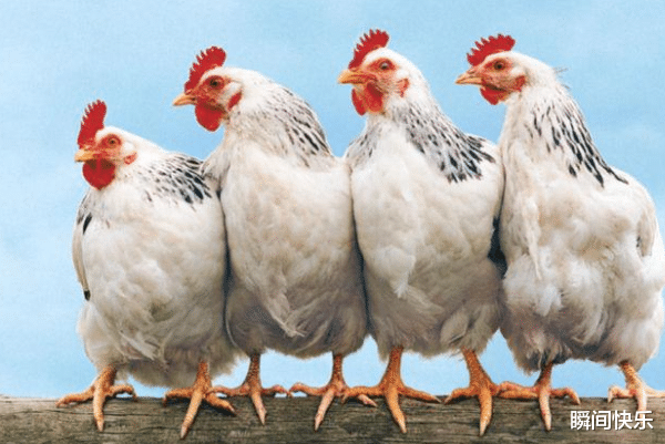 瞬间快乐 惹不起的生肖羊、生肖鸡、生肖狗,10月事业腾飞,马到成功,红红火火