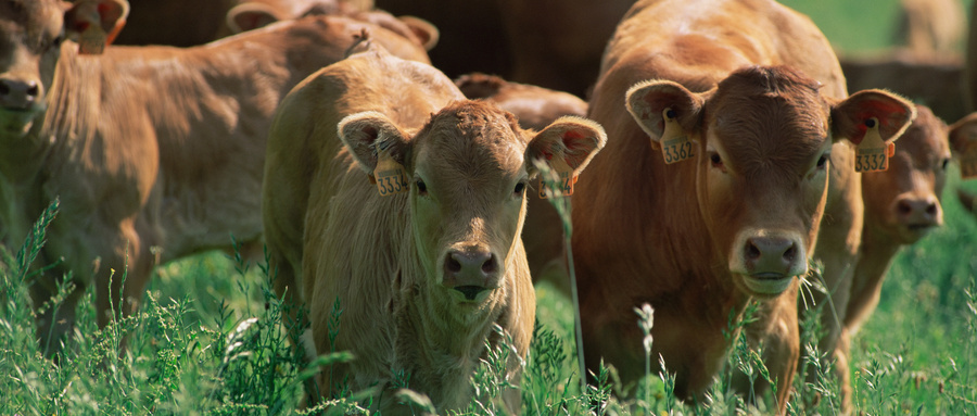 小旅|山东发现2例炭疽确诊,一名14岁学生死亡!