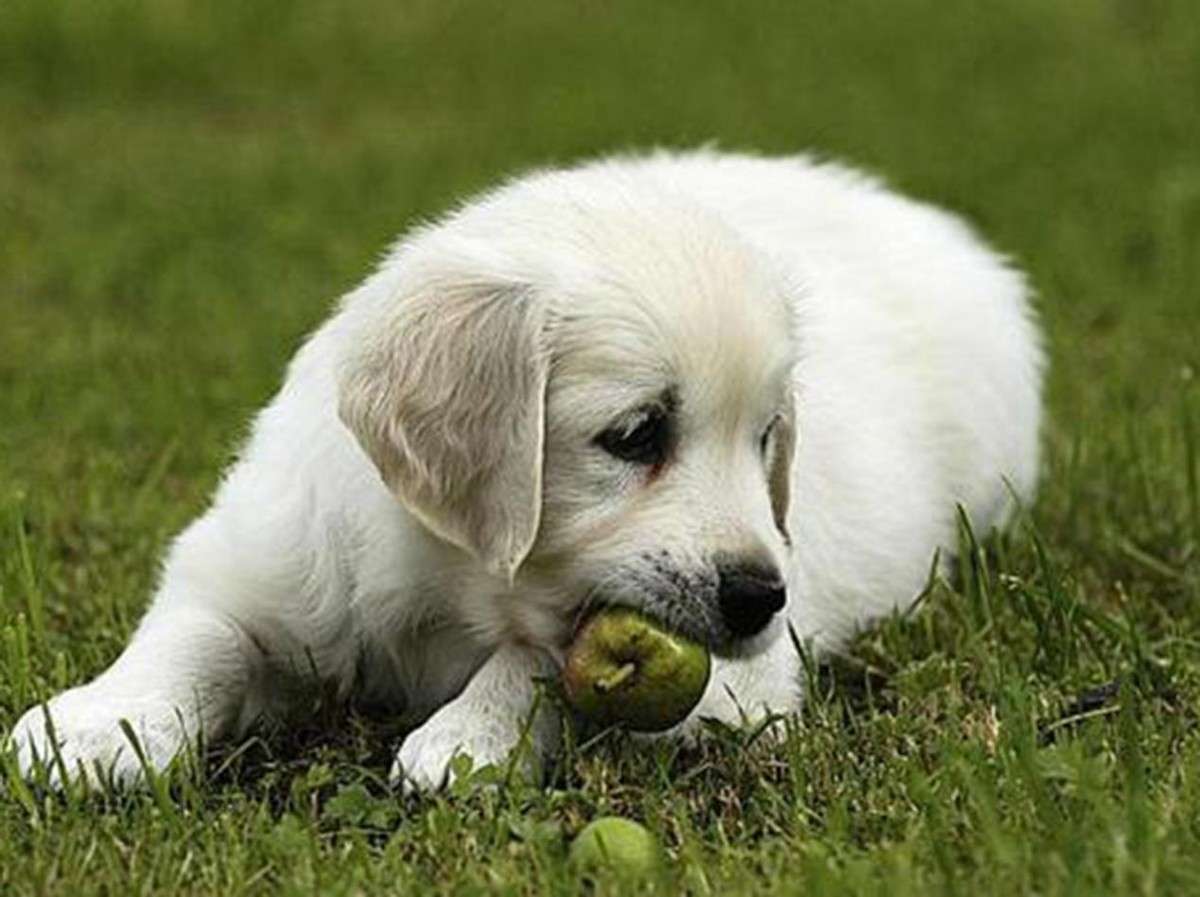 神鸟知讯资讯站 导盲犬到处撒尿，视障阿姨被邻居投诉了两年，社区的决定让人无奈