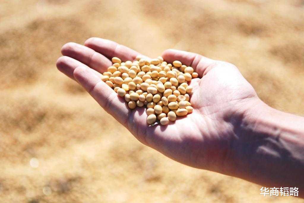 美国|饲料都被美国“卡脖子”!中国猪绕不开美国饲料?