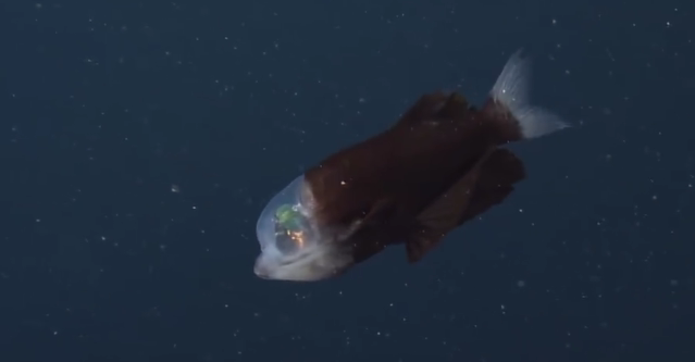 美国深海拍到透明脑袋绿眼怪鱼