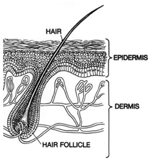 毛囊炎|无意中发现头皮“小疙瘩”,该不该抠下来?医生给您靠谱的答案
