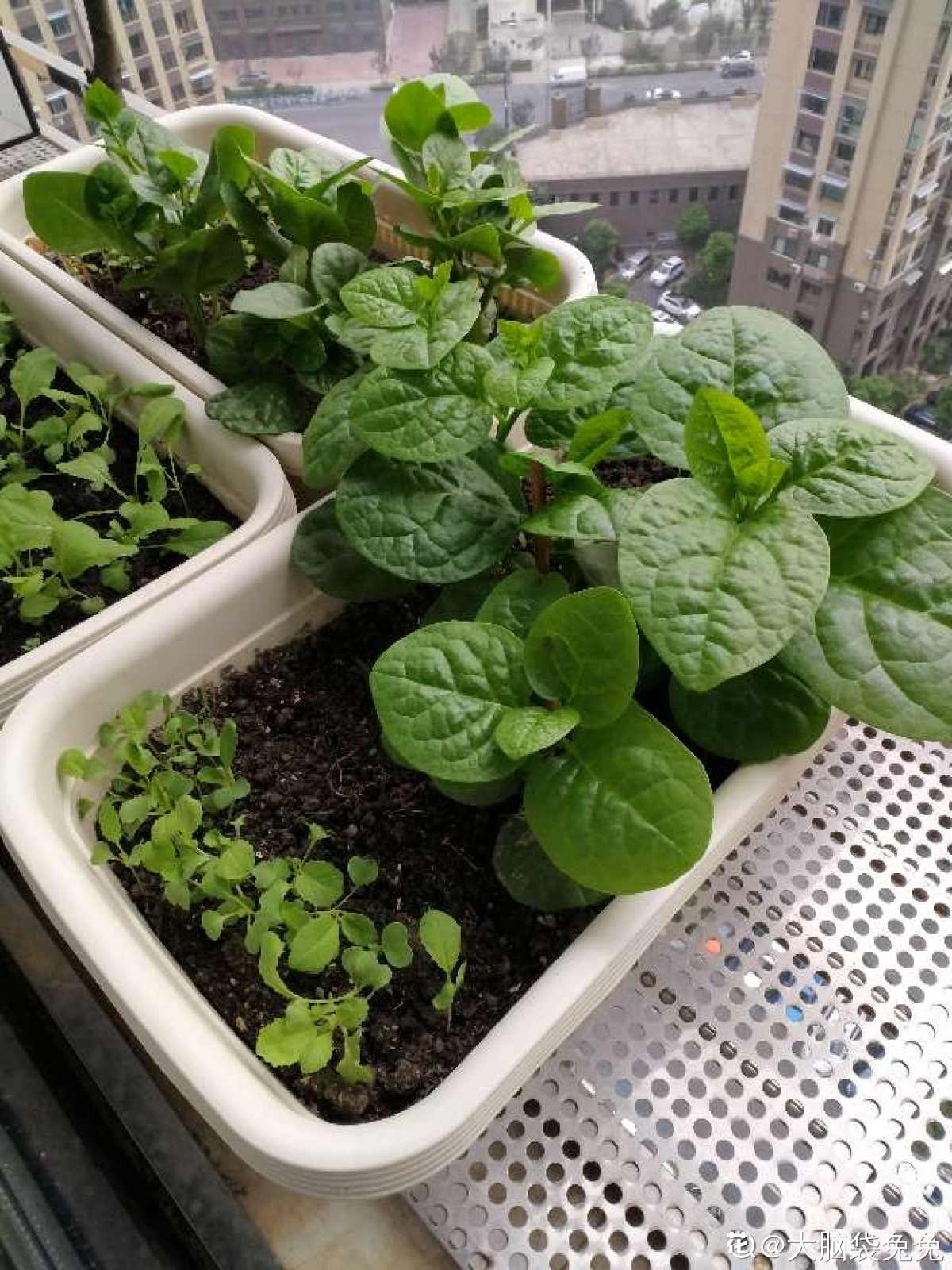 |家里的小阳台别养花，几个花盆种点菜，秋天就能吃
