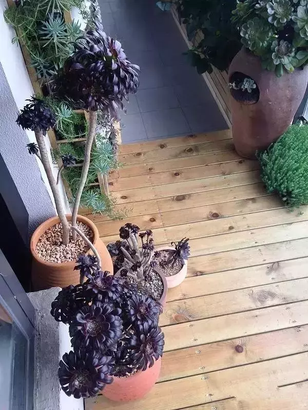 装修设计精选|朋友家阳台花园非常漂亮，我就纳闷，他家不用晒衣服吗？