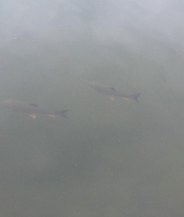 水库|江西一水库军鱼泛滥？钓鱼人：成群浮在水面，看得到钓不到