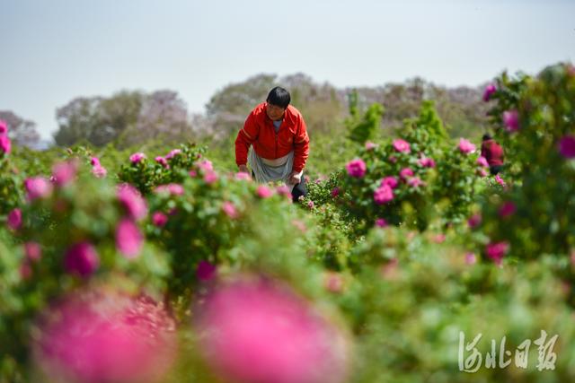 河北新闻网 河北邯郸：“玫”好事业富农家