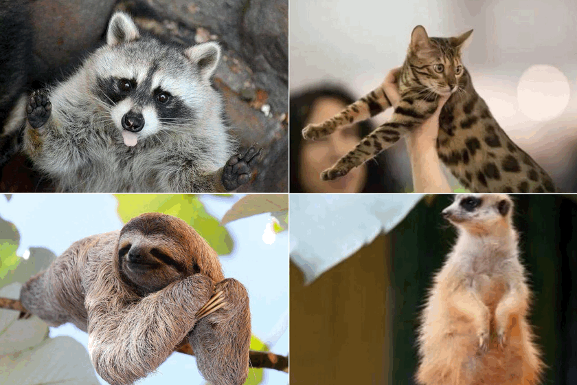 从规划设计入手,萌宠乐园投资把控不再是难题!