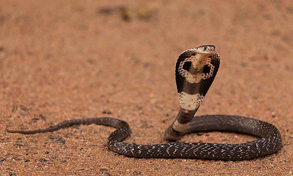 非洲平头哥专吃毒蛇？其实这种动物才是眼镜蛇的天敌，对上蜥蜴也是妥妥的！