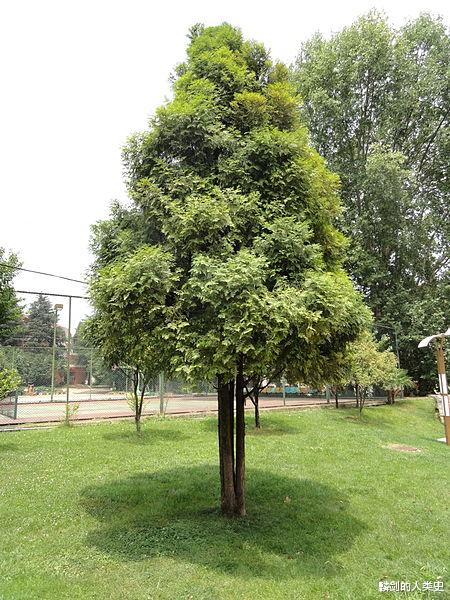 【地球生物全系列——植物篇】松柏目—柏科(七)