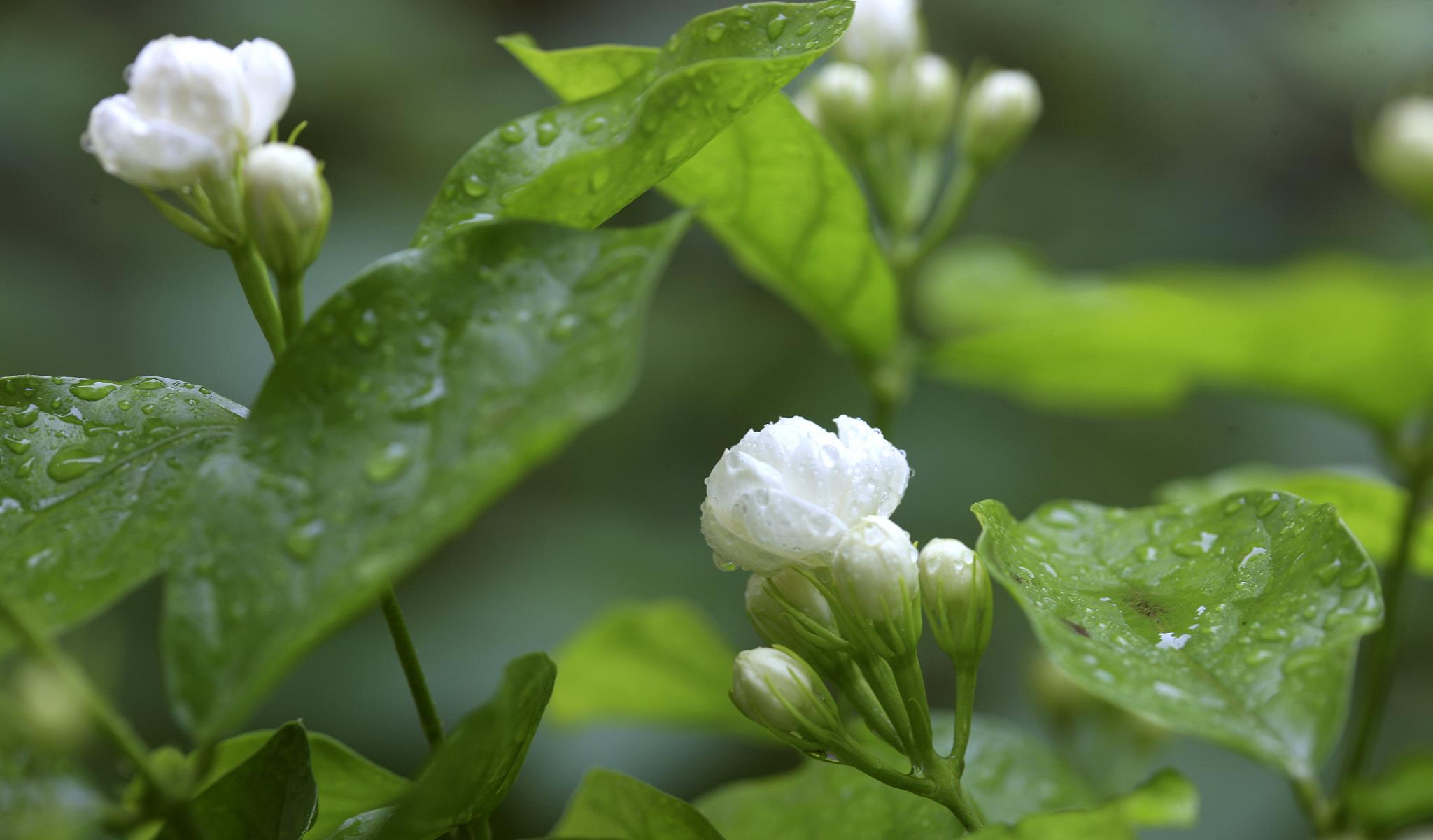 小捌爱花草|茉莉花为什么总是掉花骨朵？你知道吗？