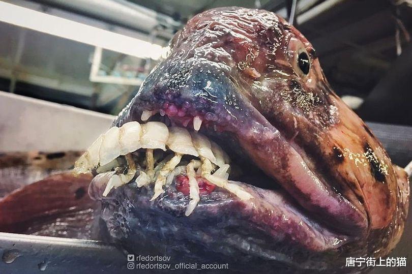 海洋生物 渔民用拖网捕获海洋生物，奇特外表像外星来客，引发网友巨大兴趣