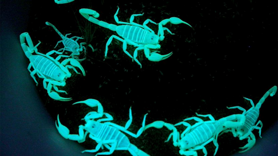 为什么蝎子在紫外线下会发光？