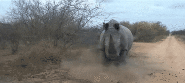 犀牛 犀牛和河马谁更厉害？河马在水里是王，在陆地就是“挨啃小天使”