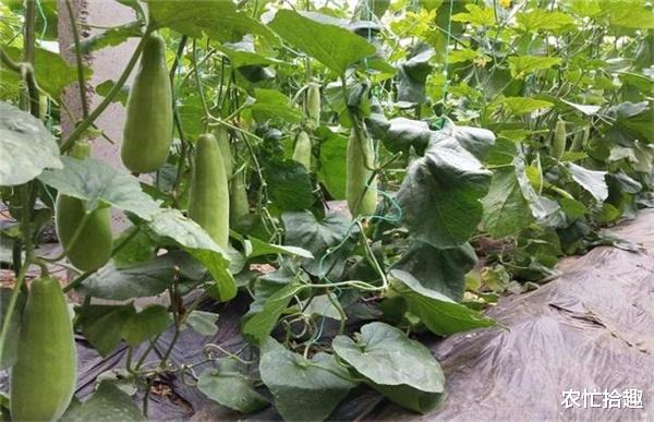 农忙拾趣 3月一斤10元,商家需提前订,如今农民排队等收购,3元不走量