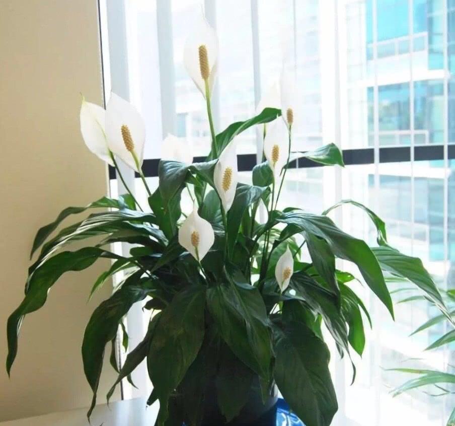小捌爱花草|白掌花朵发黄怎么回事？你知道吗？