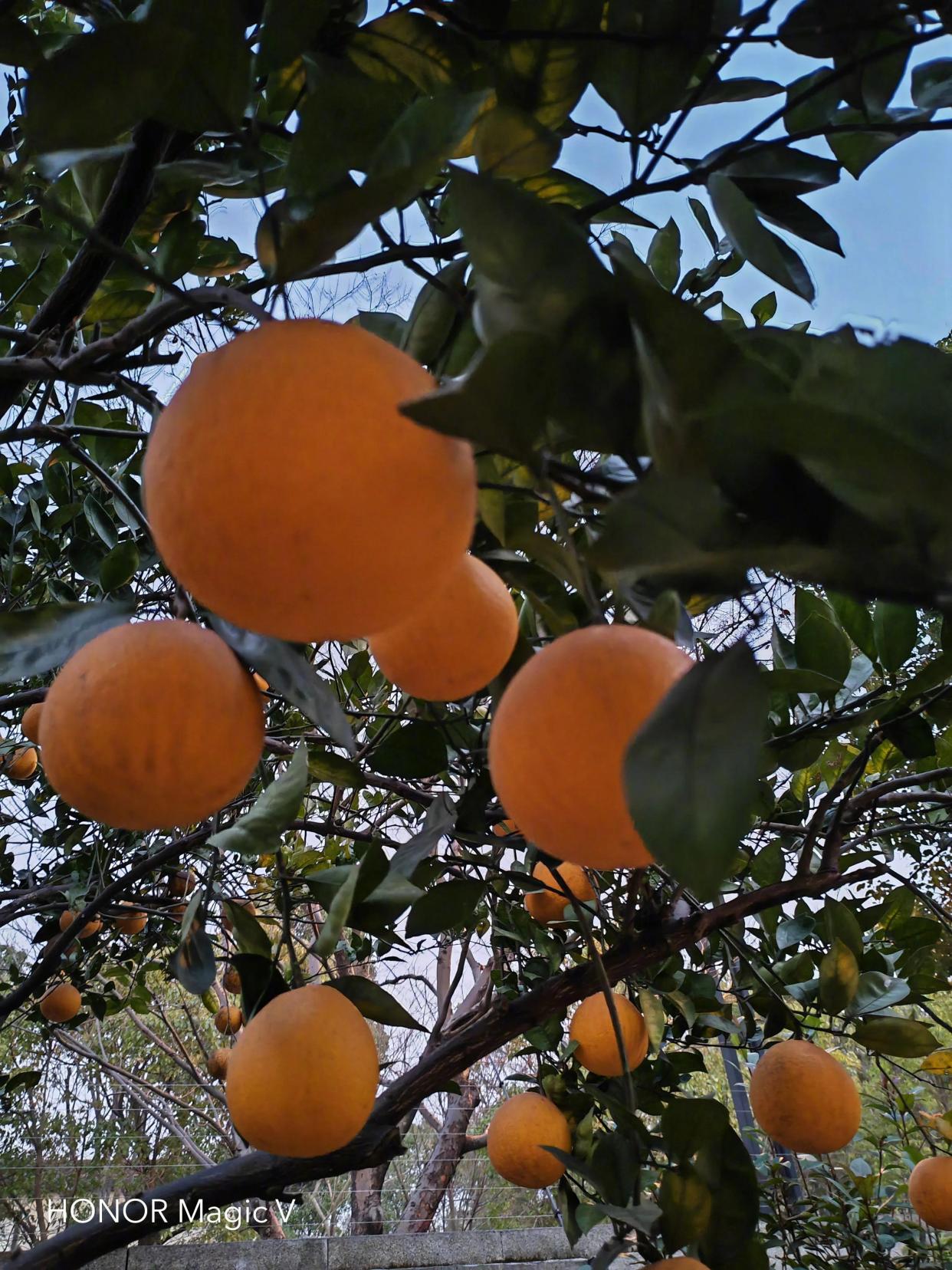 华为荣耀|荣耀正式官宣Magic V定档1月10日发布 后壳纹理亮眼 样张首次曝光