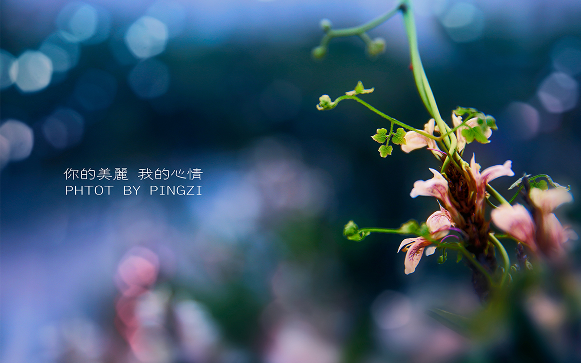 卜师傅八字命理|庚寅日寅月生人，身弱需印比帮扶，37岁后有发财至小富的命
