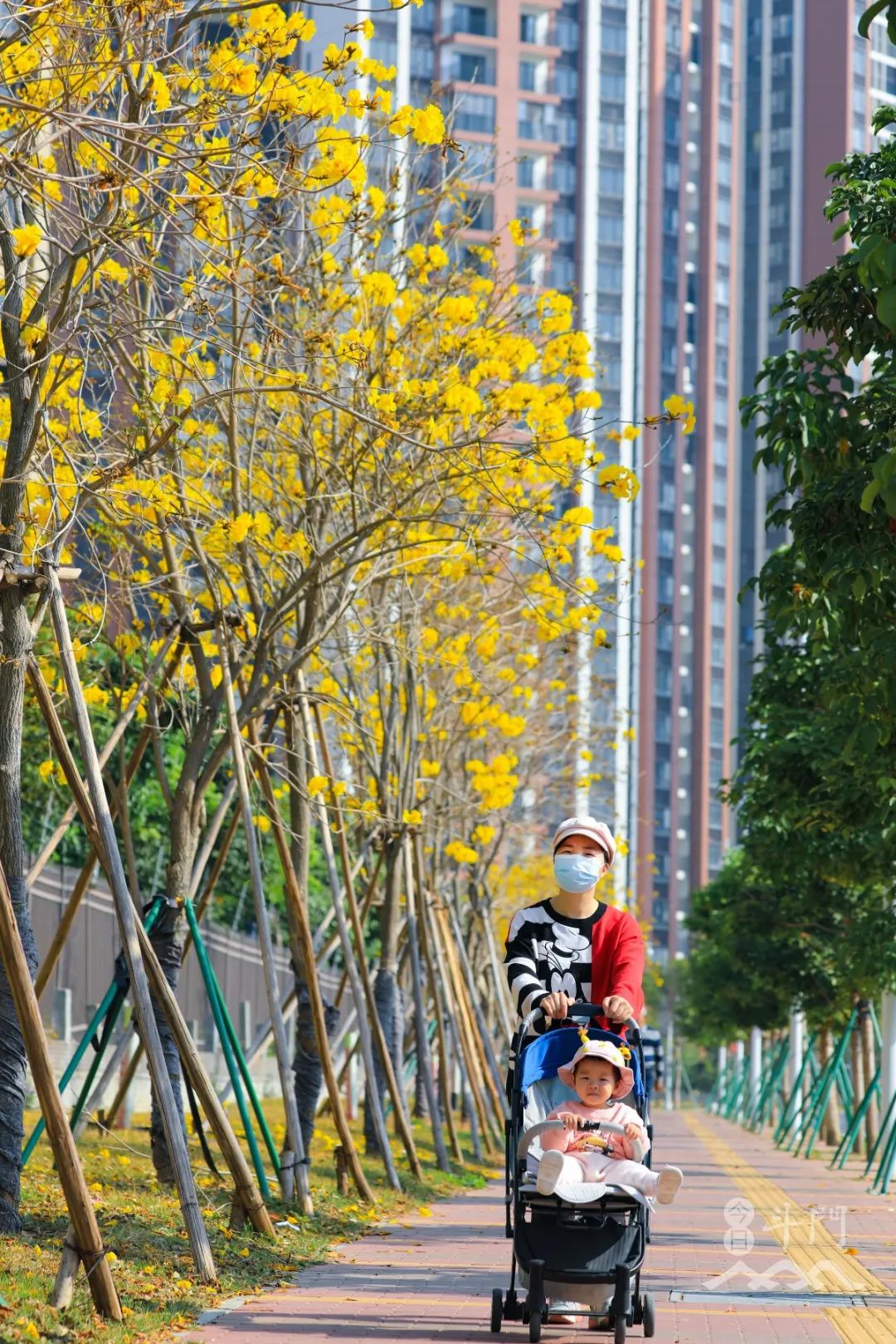 业主交流 太靓啦!珠海满城遍地“小黄花”!快快约起来!