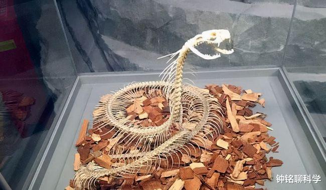 眼镜蛇 蛇吞蛇！3米眼镜蛇吞下2米蟒蛇，无毒蛇遇到毒蛇只能一败涂地吗？