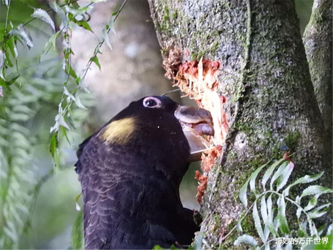 凤头鹦鹉 谁是伤害这些树木的“真凶”？ 不是啄木鸟，啄木鸟不会这么粗暴