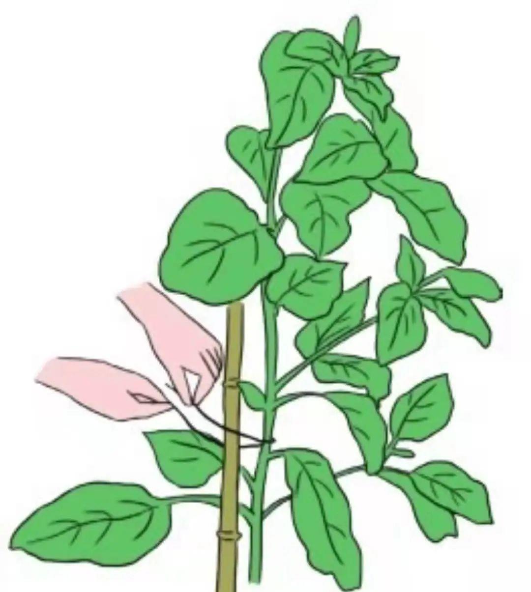 种上阳台 乍一看长在枝头的“鸡蛋”，猜想“先有鸡还是先有蛋”的真相！