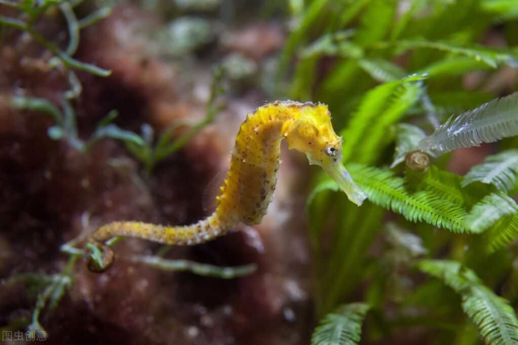 海龙 神龙可呼风唤雨 海龙可治病救人 “龙”真是一种神奇的动物