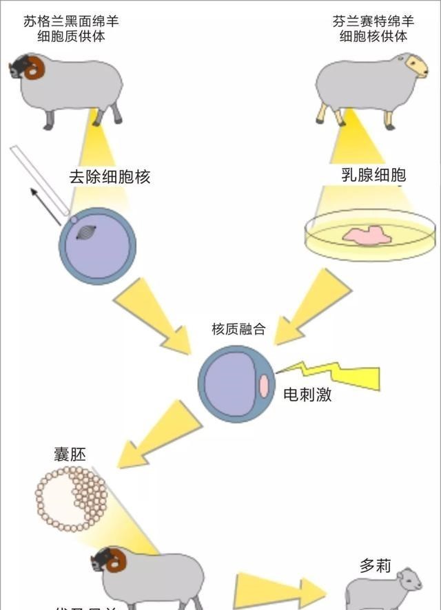 火星 24年前就造出克隆羊,为何不克隆人?看看克隆羊的下场,多恐怖